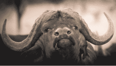 Big Five For Life Buffel